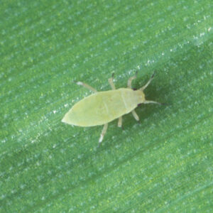 Russia Wheat Aphid