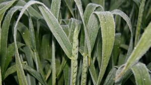 head frost and stem frost