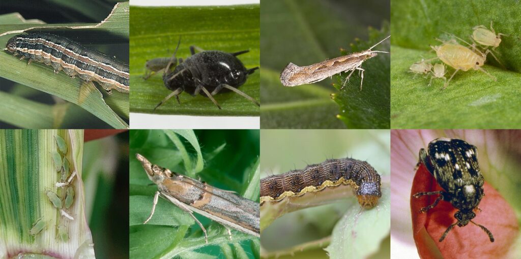 8 pests to look for