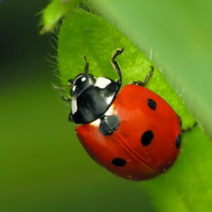 Common Spotted Ladybird Beetle