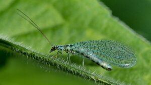 Green Lacewing