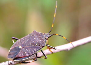 Spined Predatory Shield Bug