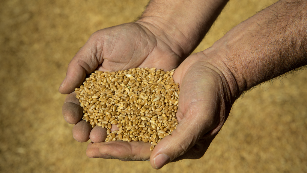 Hands holding stored cereal grain with background of cereal