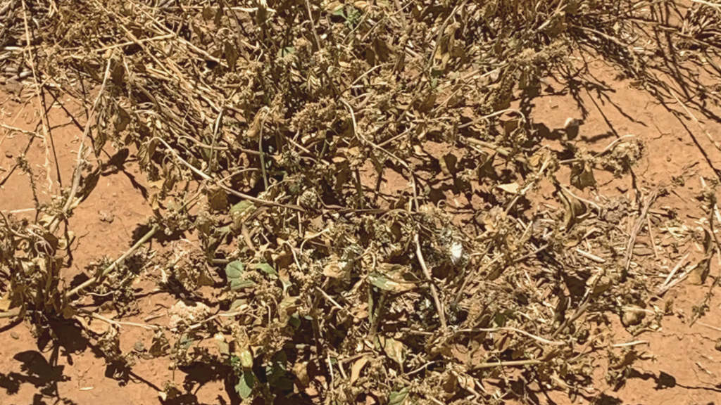 Weed Controlled by Group 14 Herbicide Spike