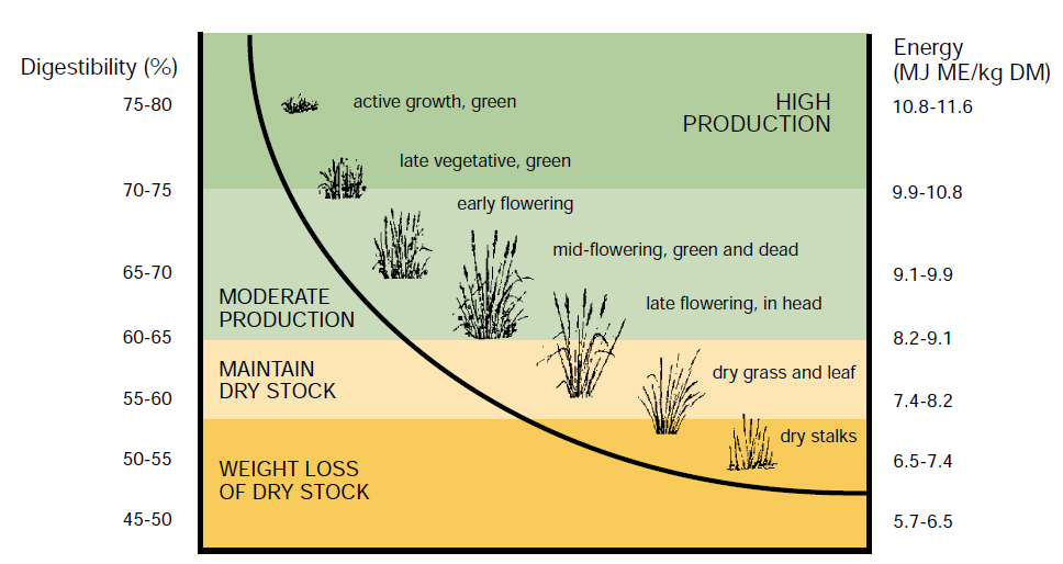 feed value in paddocks