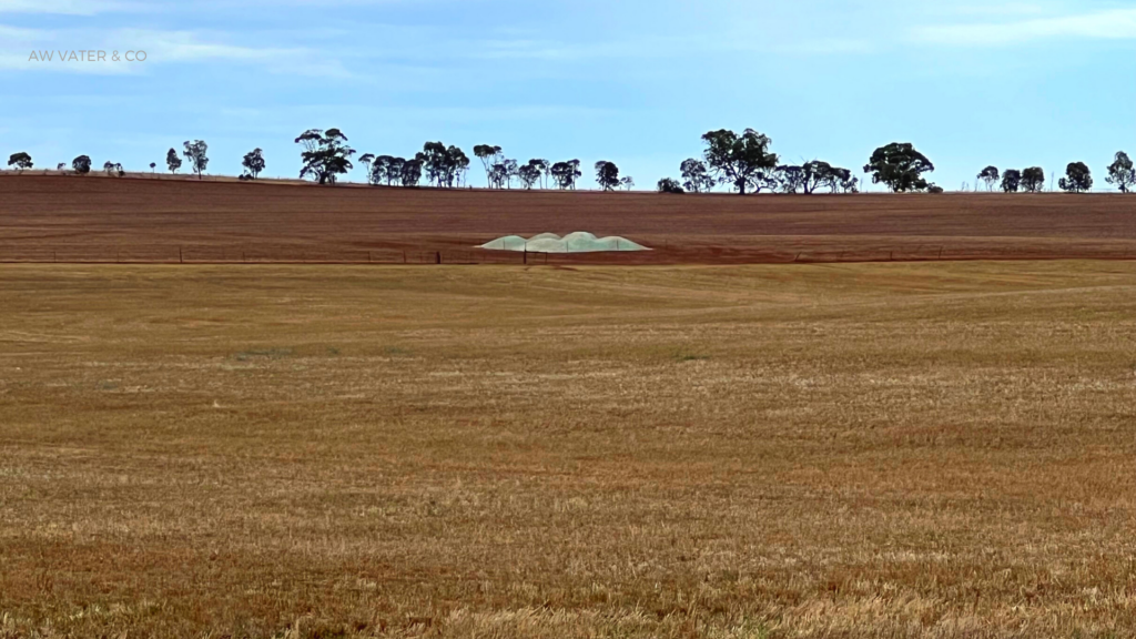 lime-ryegrass-paddock