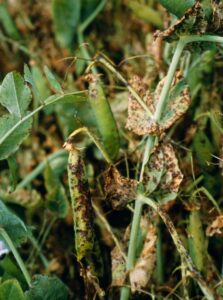 Field pea blackspothenry pods