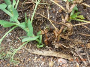 Field pea with blackspot