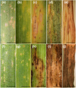 Increasing degrees of Septoria