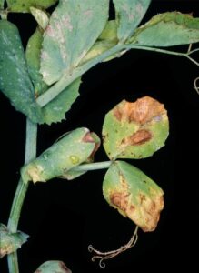 Downy Mildew Beans