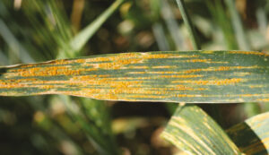 Leaf Rust