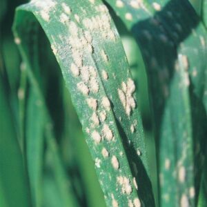 Mildew wheat leaf
