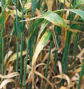 Septoria Wheat