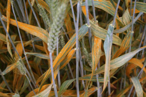 Wheat stripe rust
