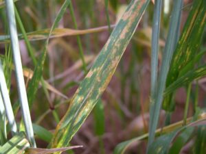 Wheat stripe rust
