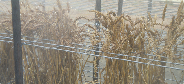 wheat falling numbers