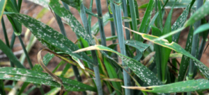 Powdery Mildew