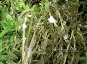 Sclerotinia in lentils