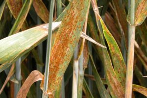 Stripe Rust
