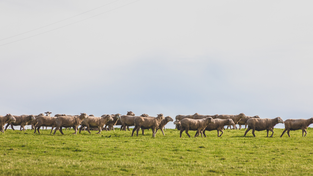 Sheep walking through a pasture