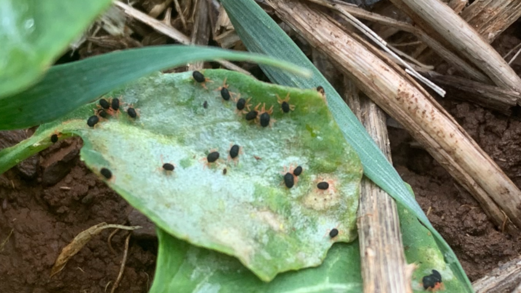 red legged earthmites on canola