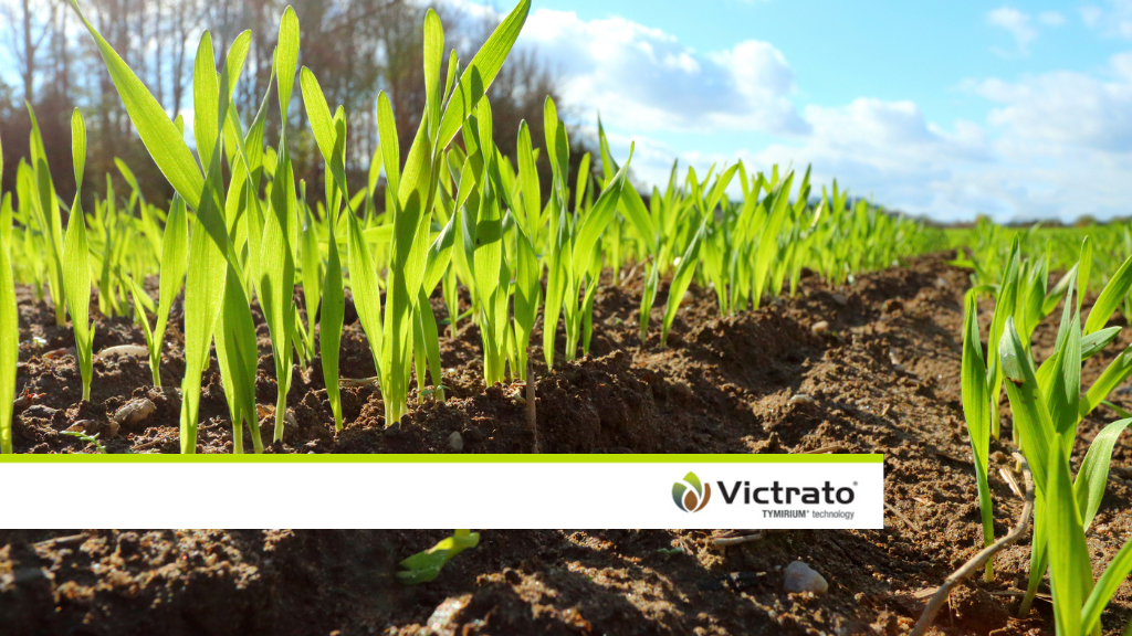 Victrato seed treatment protecting wheat seedlings from crown rot