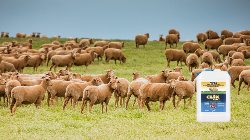 sheep standing in a pasture field, drum of CLiK in foreground