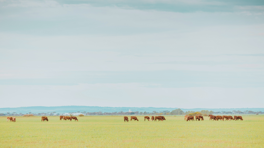 Cattle grazing in a summer field with hills in the distance