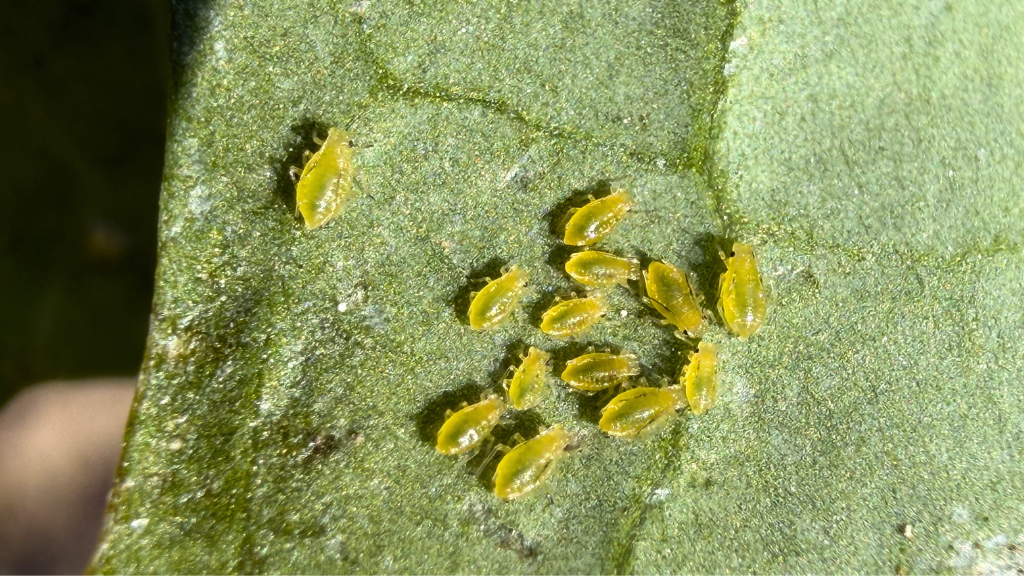 Green peach aphids on canola
